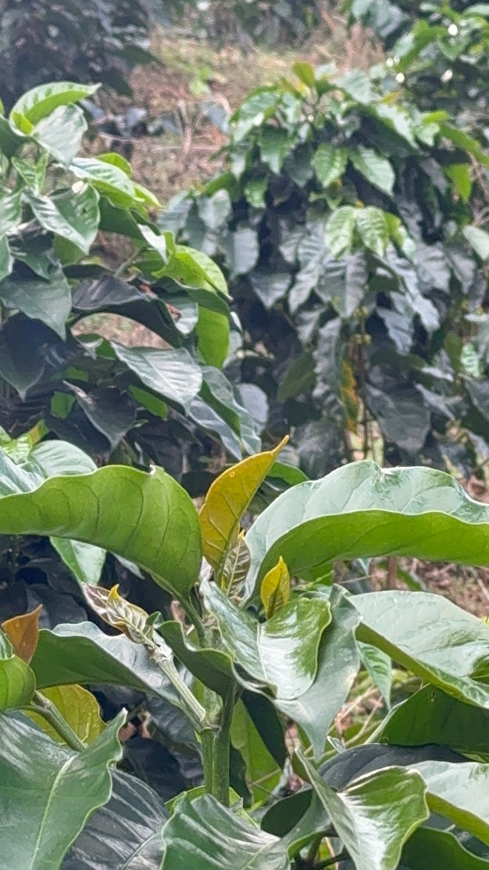 Dopsen Café - Fotografía 63 de fincas cafeteras, procesos de tostión y catación profesional