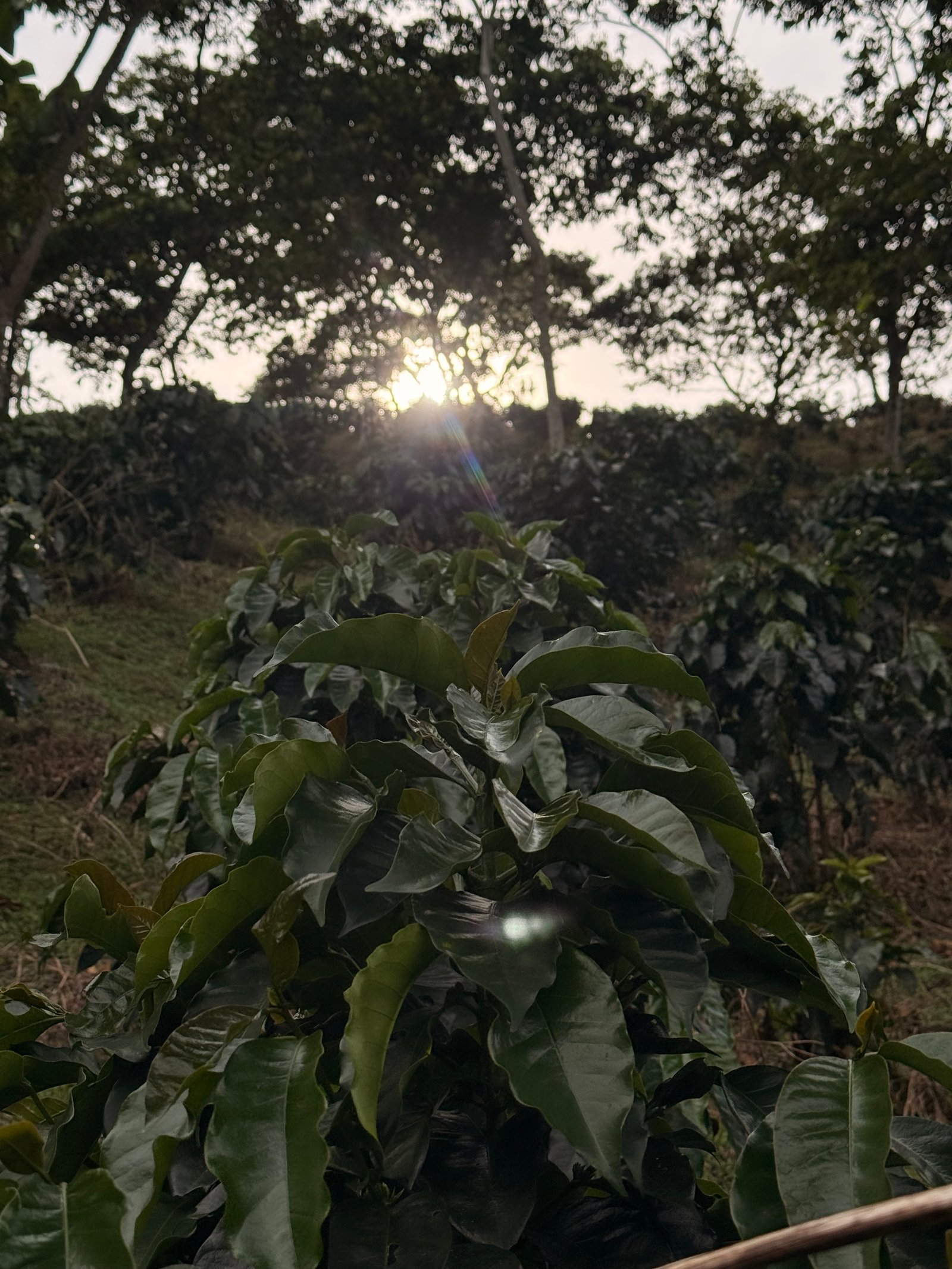 Dopsen Café - Fotografía 64 de fincas cafeteras, procesos de tostión y catación profesional