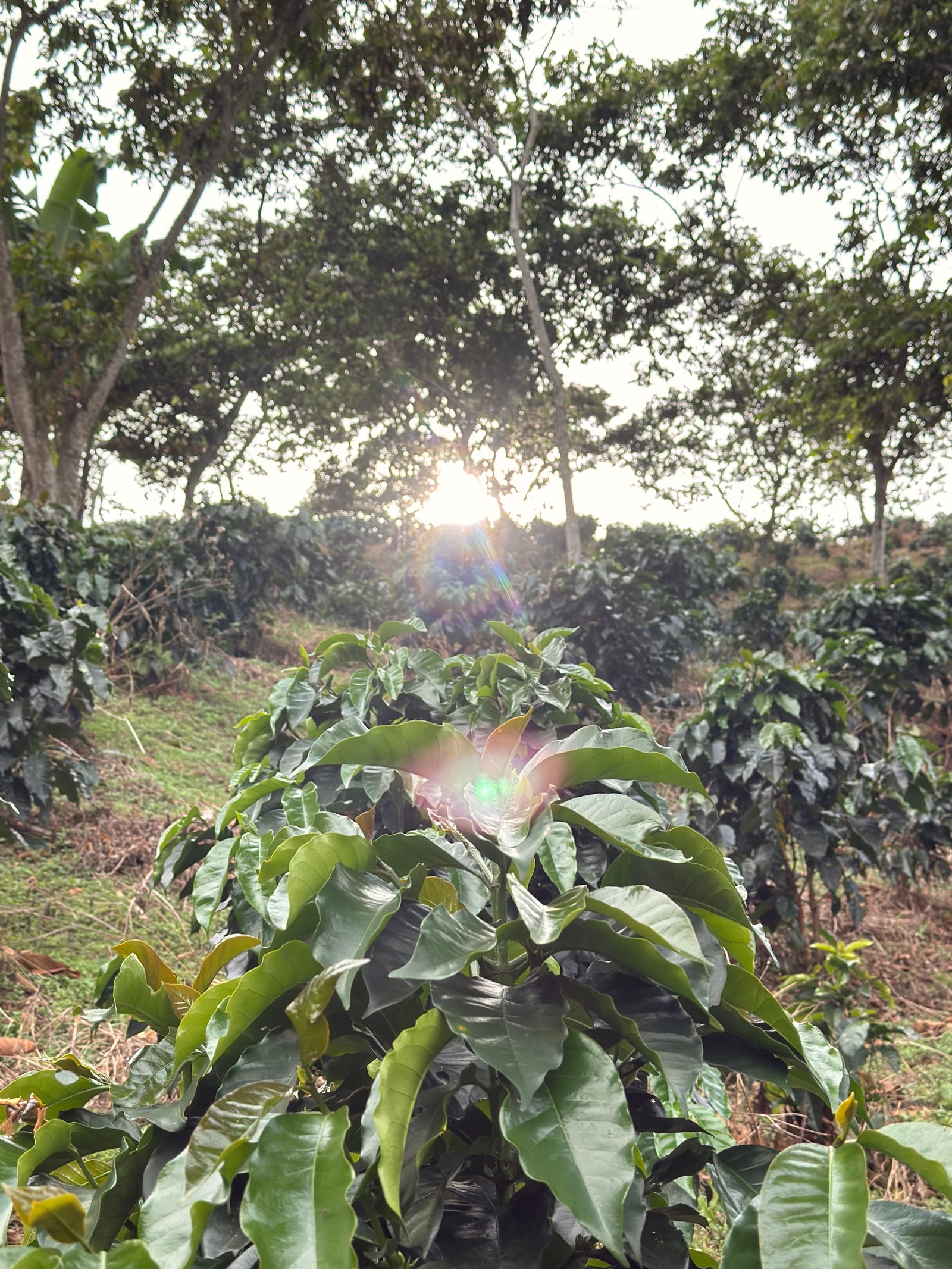 Dopsen Café - Fotografía 65 de fincas cafeteras, procesos de tostión y catación profesional