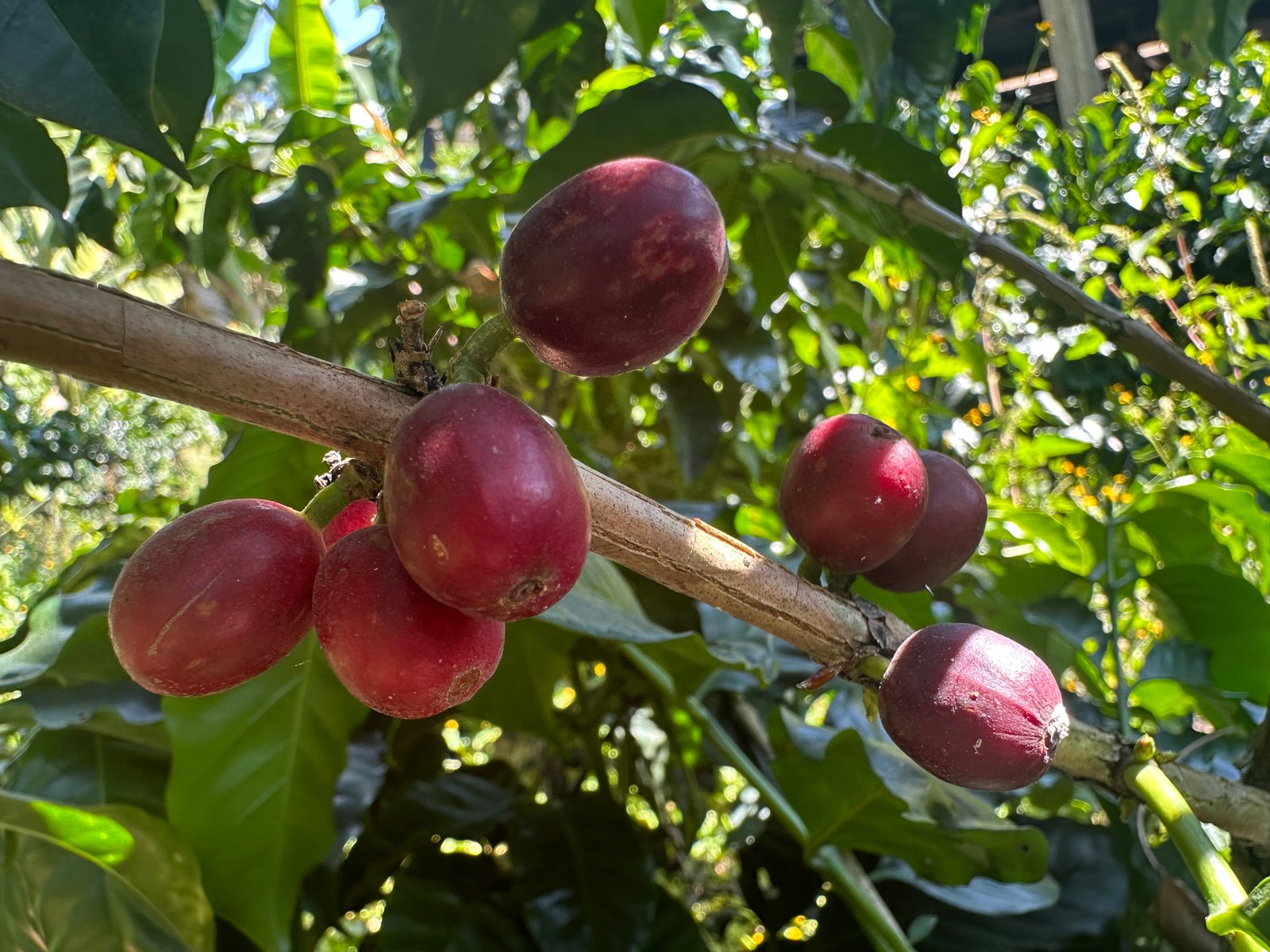 Dopsen Café - Fotografía 7 de fincas cafeteras, procesos de tostión y catación profesional