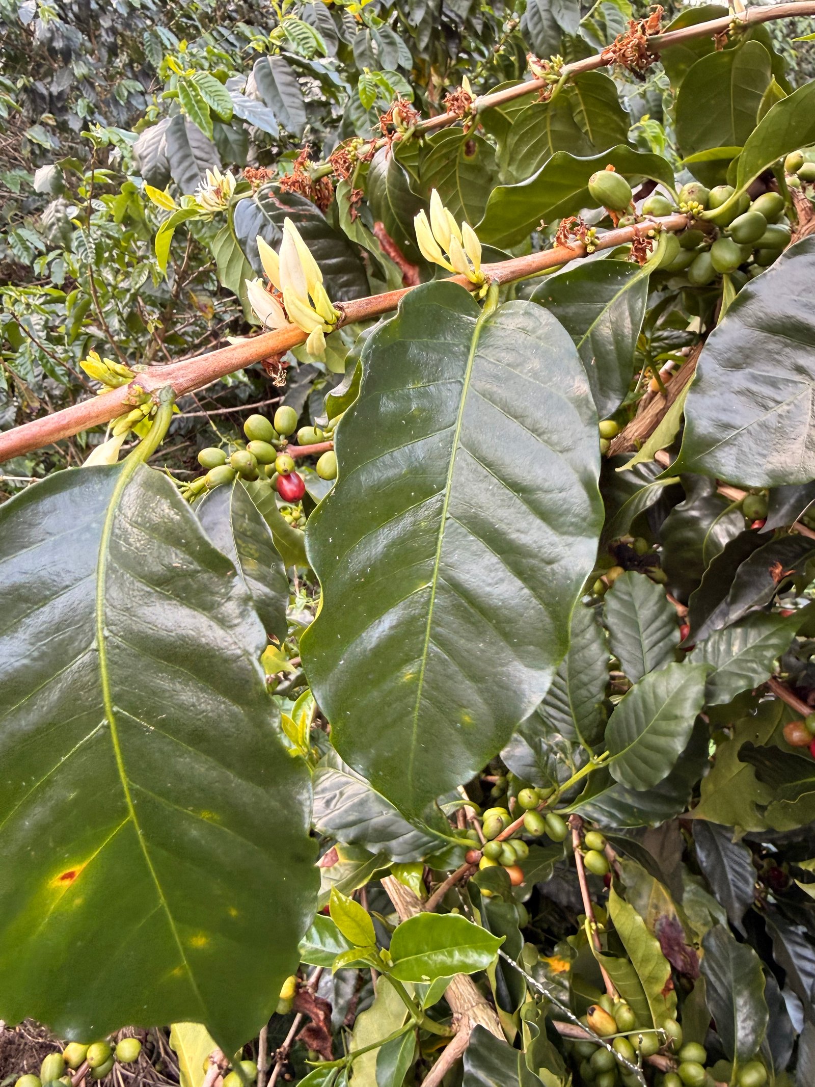 Dopsen Café - Fotografía 78 de fincas cafeteras, procesos de tostión y catación profesional