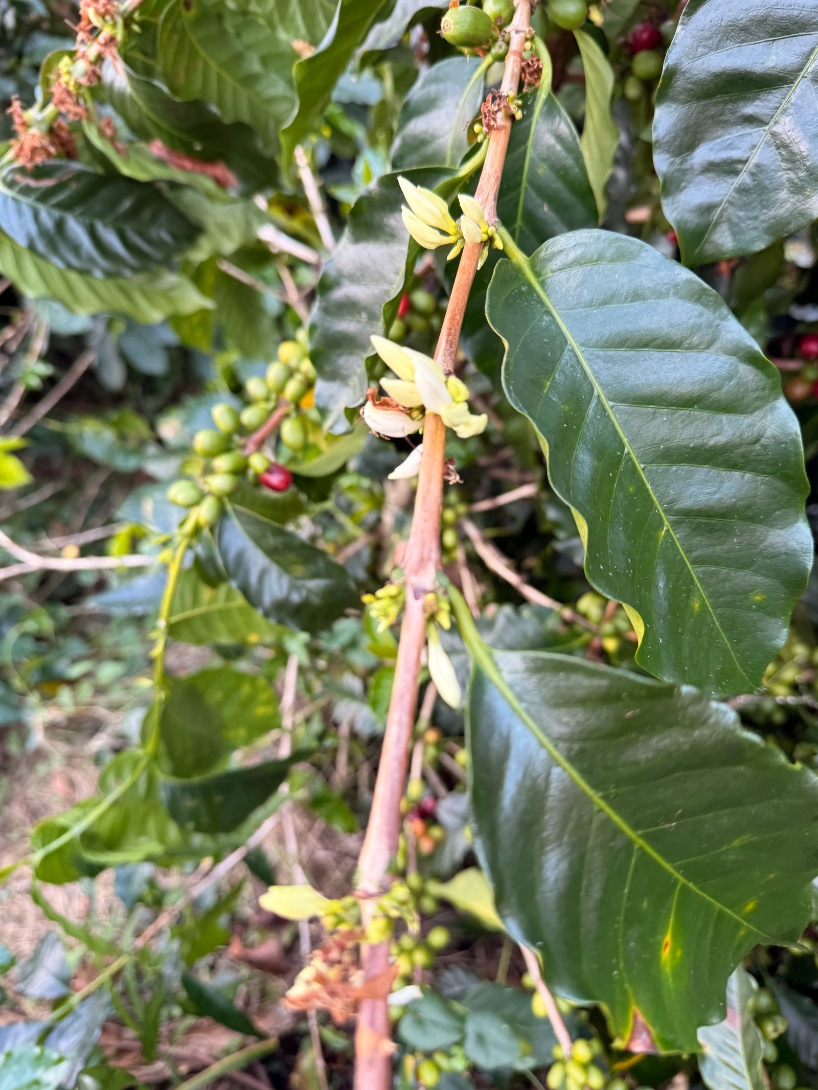 Dopsen Café - Fotografía 79 de fincas cafeteras, procesos de tostión y catación profesional