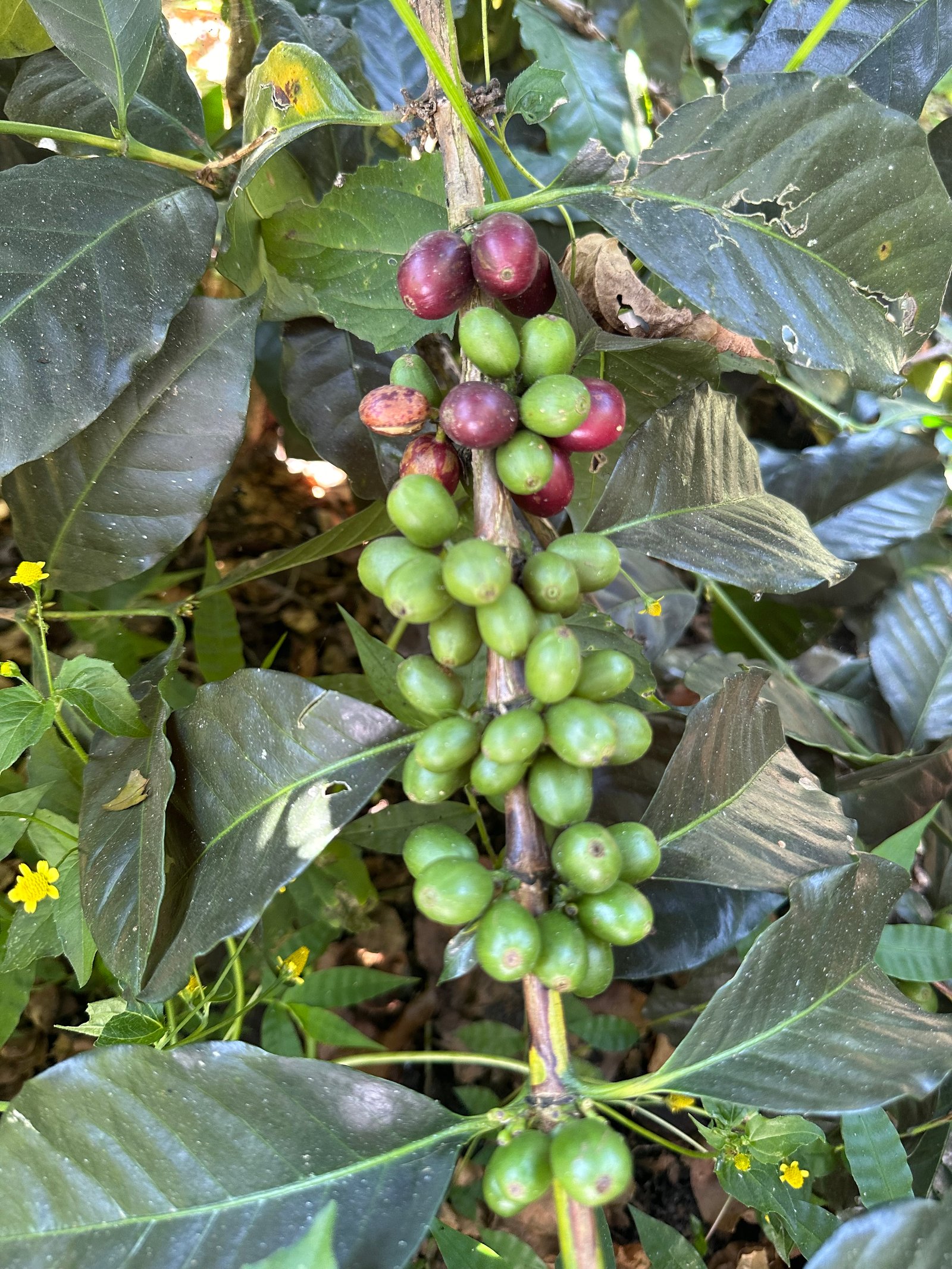 Dopsen Café - Fotografía 8 de fincas cafeteras, procesos de tostión y catación profesional