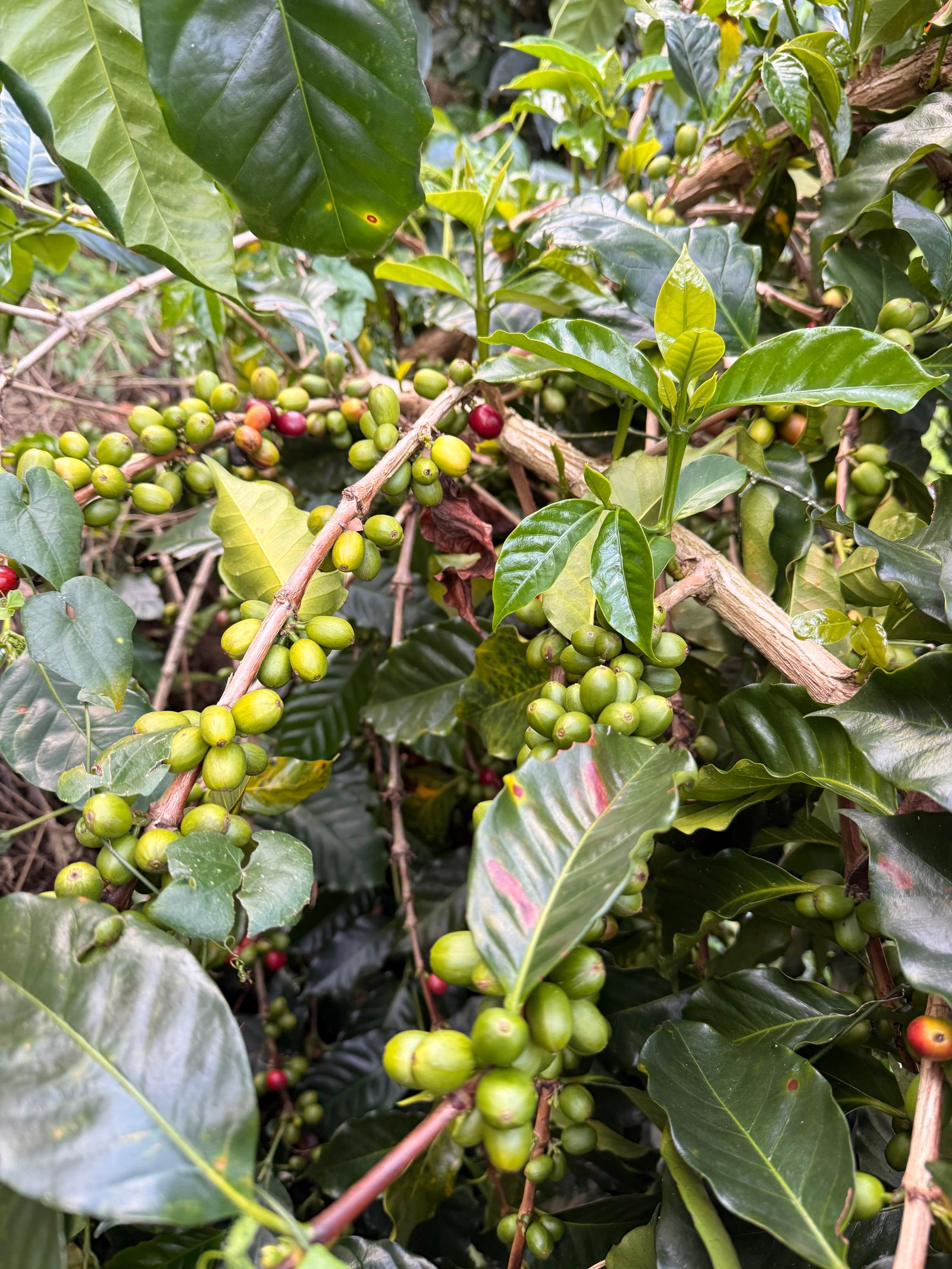 Dopsen Café - Fotografía 80 de fincas cafeteras, procesos de tostión y catación profesional
