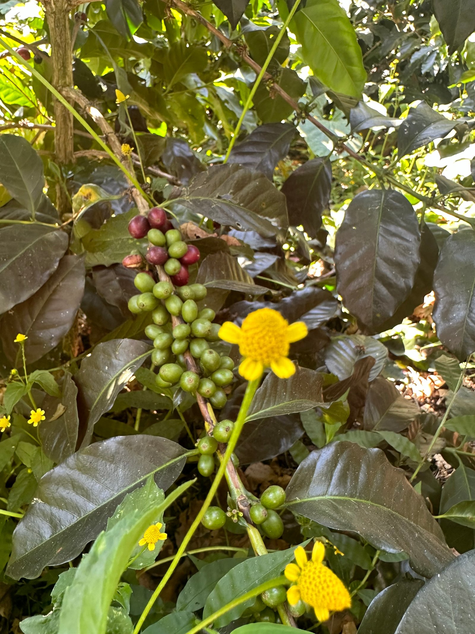 Dopsen Café - Fotografía 9 de fincas cafeteras, procesos de tostión y catación profesional