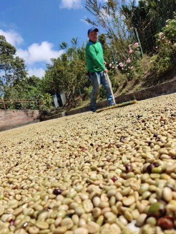 Dopsen Café - Fotografía 96 de fincas cafeteras, procesos de tostión y catación profesional