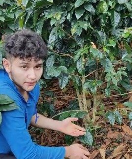 Dopsen Café - Fotografía 97 de fincas cafeteras, procesos de tostión y catación profesional